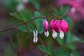 Dicentra spectabilis IMG_9847 Serduszka okazałe